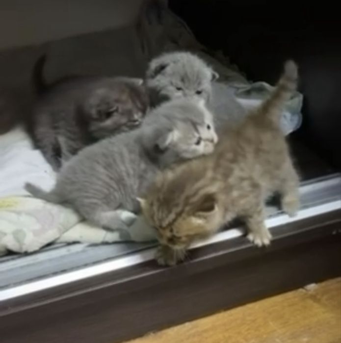 Кошинята. майже 5 березня буде місяць