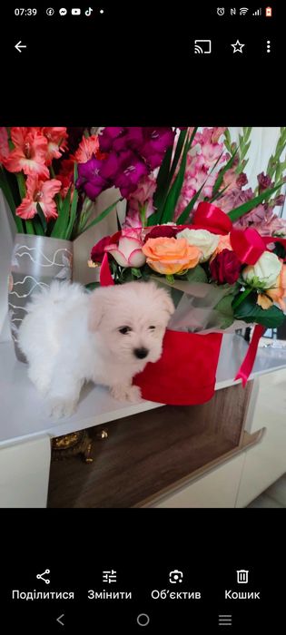 В'язка Мальтійська балонка.