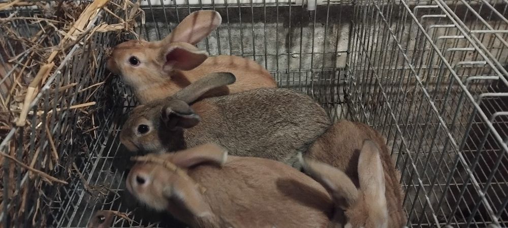 Coelhos para mudar de casa