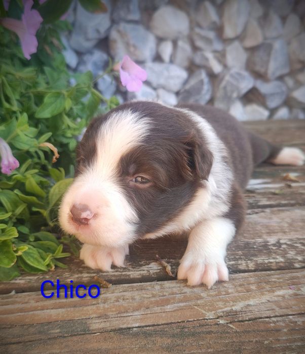 Border collie piesek czekoladowo biały przebadani rodzice