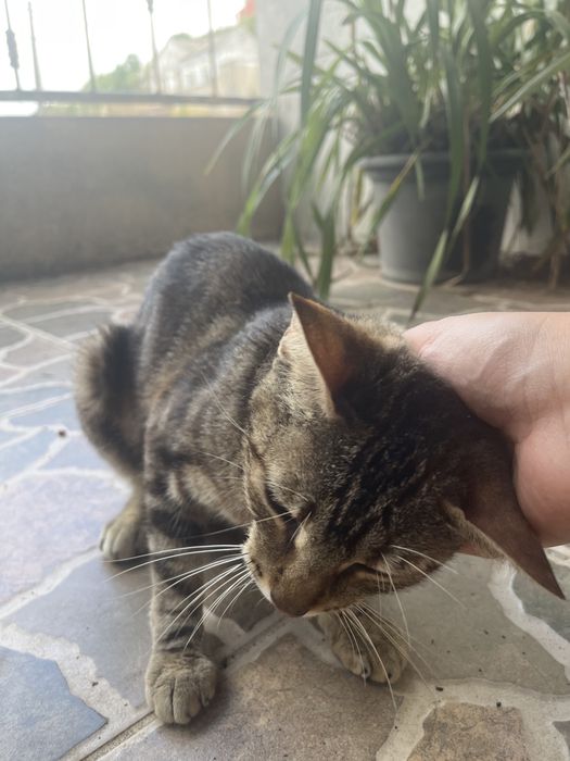 Gata Juliana  2 anos