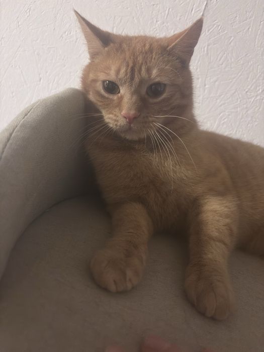 Roczny kocurek do adopcji