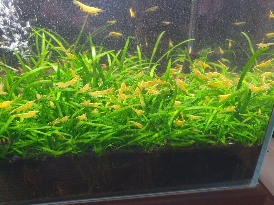 Krewetki krewetka yellow z pasem neonowym neonowa