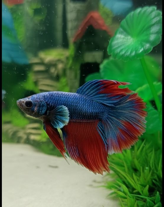 Sprzedam pięknego bojownika