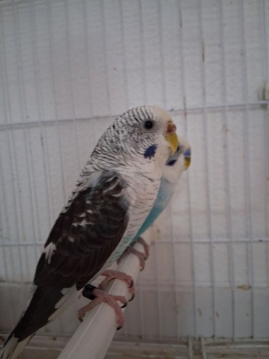 Casalinho de piriquitos asas negras