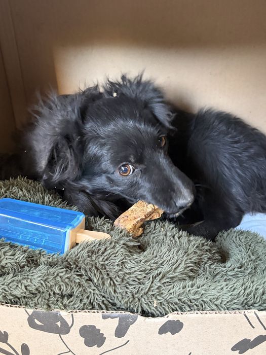 Гарне цуценя дівчинка в добрі руки