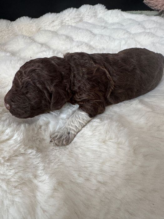 Lagotto Romagnolo piesek FCI ZKwP