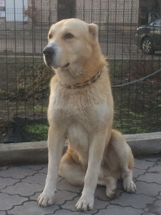 Алабай 9 лет вязка Родословная