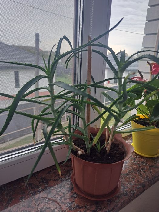 Вазони, алое вера, алое