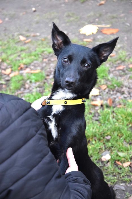 Maleńka, kochana, przytulaśna, ok roczna bezdomna sunia szuka domu