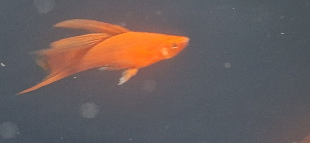 sprzedam Mieczyk samiec