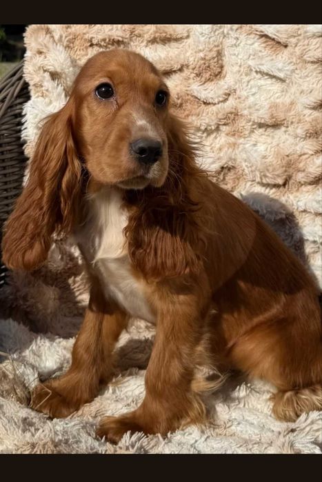Cocker spaniel angielski suczka