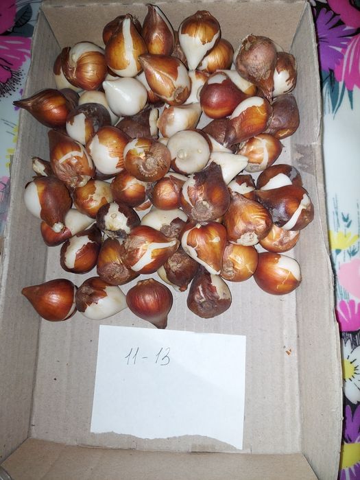 Цибулини тюльпанів Дарвіна гібрид