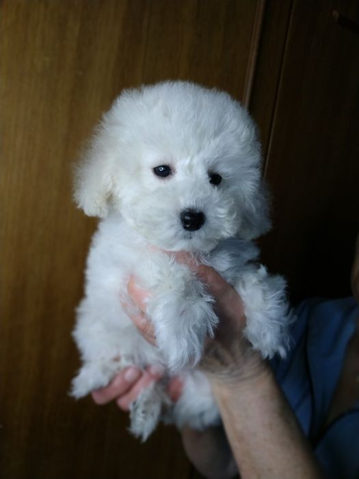 Девочки мальтипу,девочки и мальчики