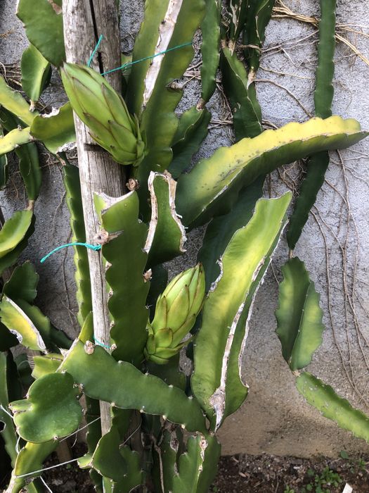 Pitaias rosa ou branca bom preço