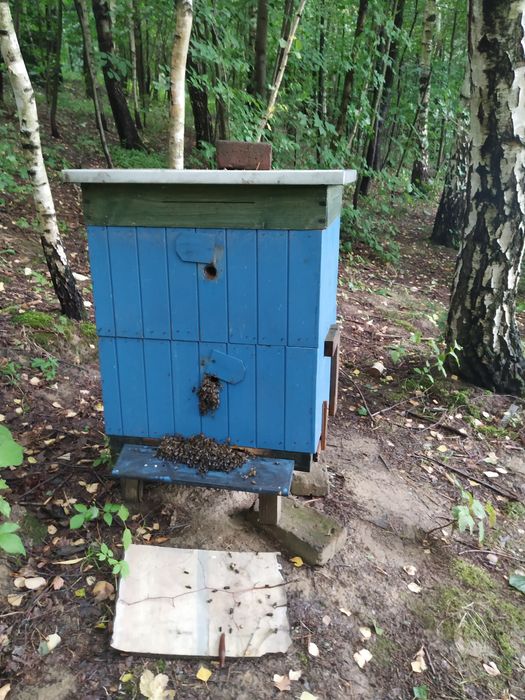 Naturalny miód lipowy i wielokwiatowy