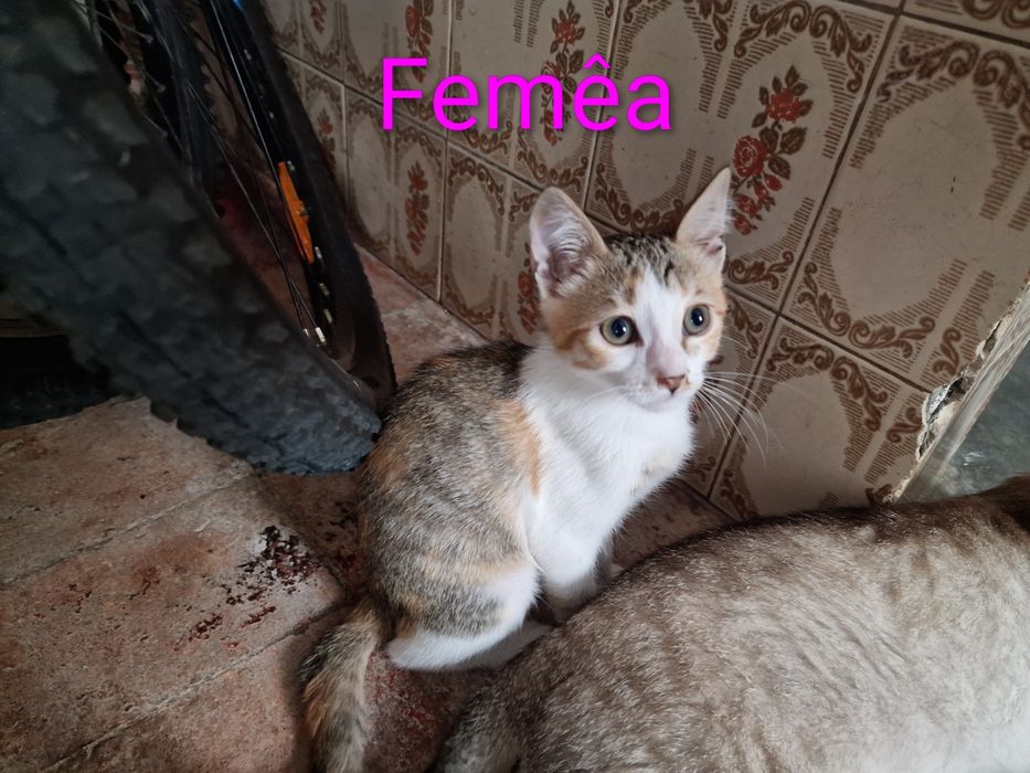 Doa-se 3 gatinhos
