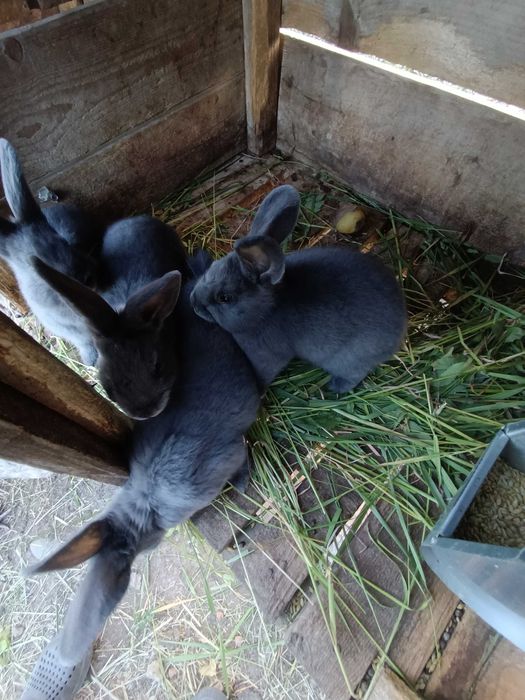 Продам кроликів віденська