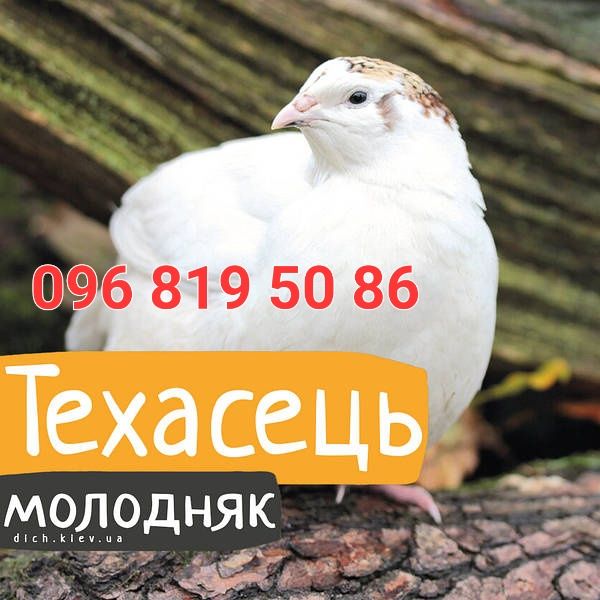 Перепелята добові і підрощені є молодки несушкитехаський