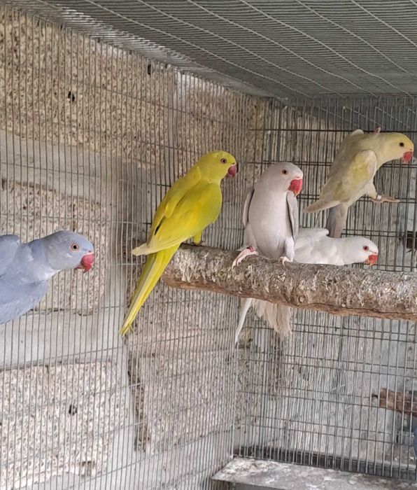 Ring neck cobalto edged, macho, 2024, verde Diluído/azul, Azul CC