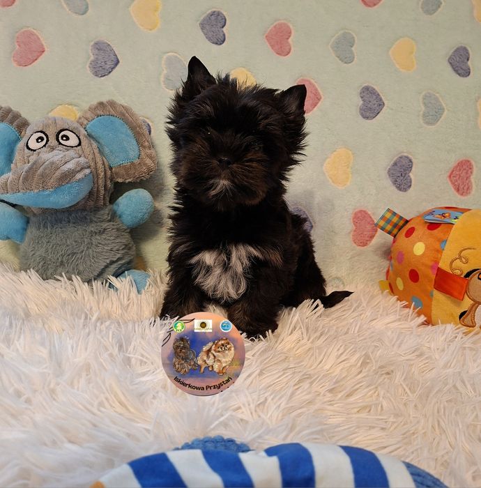 Maleńki  piesek Yorkshire Terrier Black And Tan.