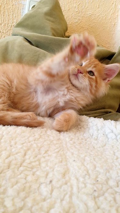 Котёнок Мейн-кун, окрас Cream Tabby (e 22/23). Возраст 1.5 мес