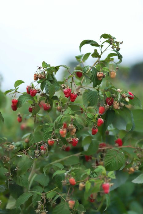 SOK Malinowy 100% naturalny tłoczony na zimno 500ml 7szt. wysyłka OLX