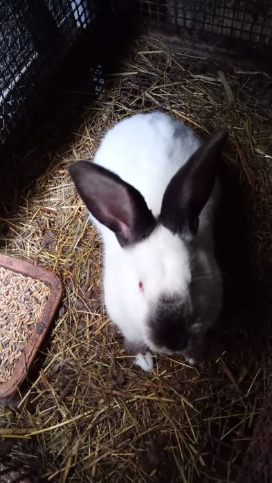 Królik samiec kalifornijski