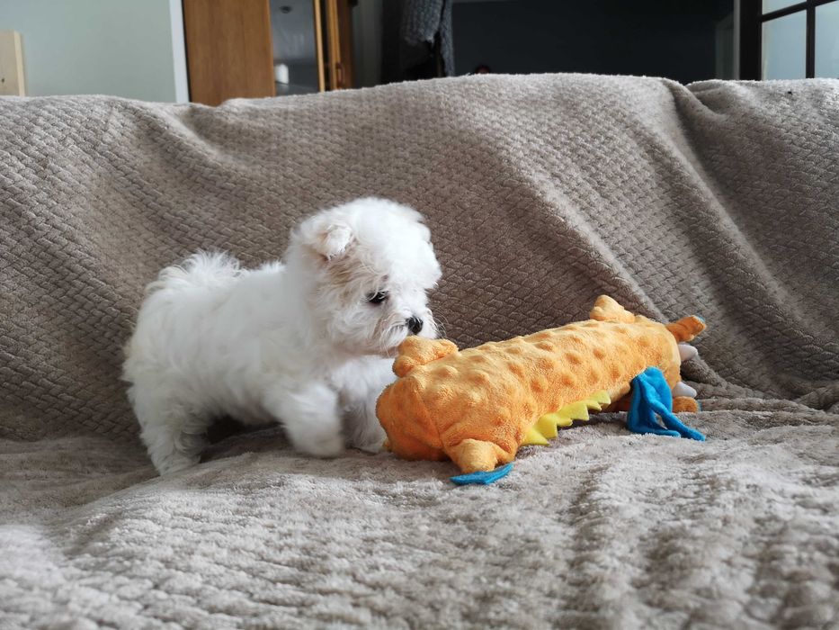 Adorável Cachorro Maltês Macho Coreana