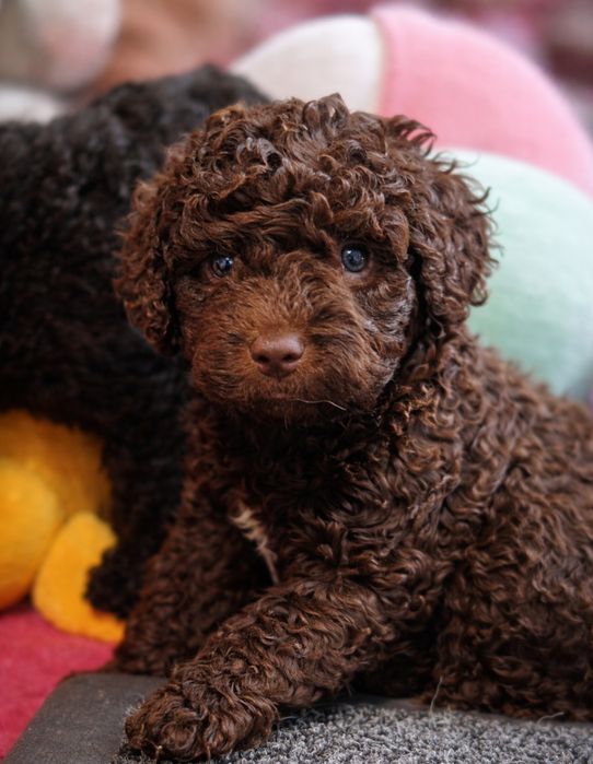 Suczka hiszpański pies dowodny