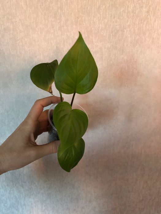 Хомаломена Лемон Лайм