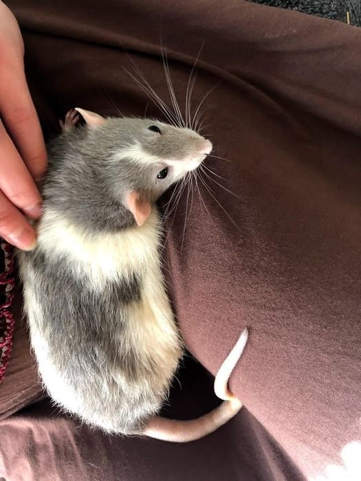 Перетримка гризунів