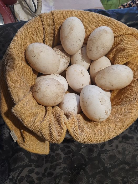Прожам гусині інкубаційні яйця