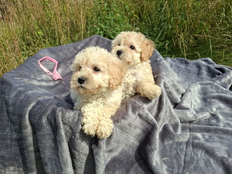 maltipoo szczeniak