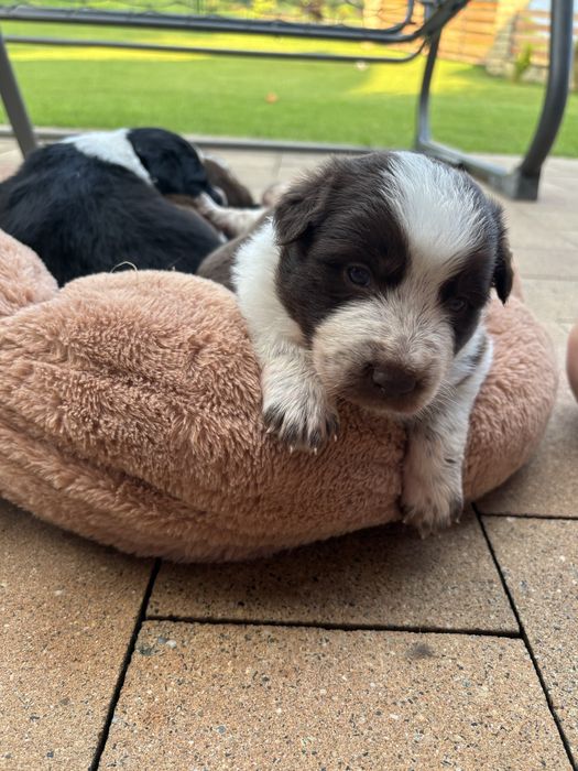 Border Collie, Rezerwacja!!
