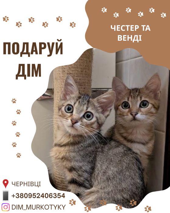 Кошенята шукають новий дім