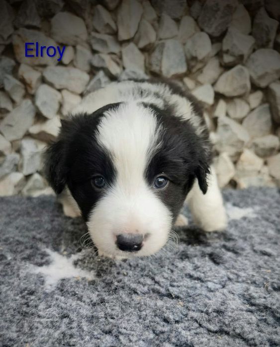 Border collie cudowny piesek, przebadani rodzice