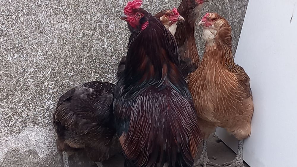 Ovos araucana perdiz