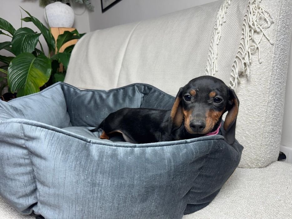 jamnik miniaturowy szczeniak