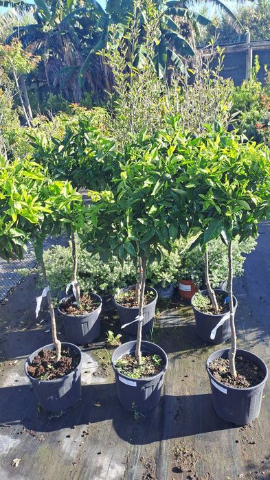 TANGERINEIRAS (Citrus Reticulata)