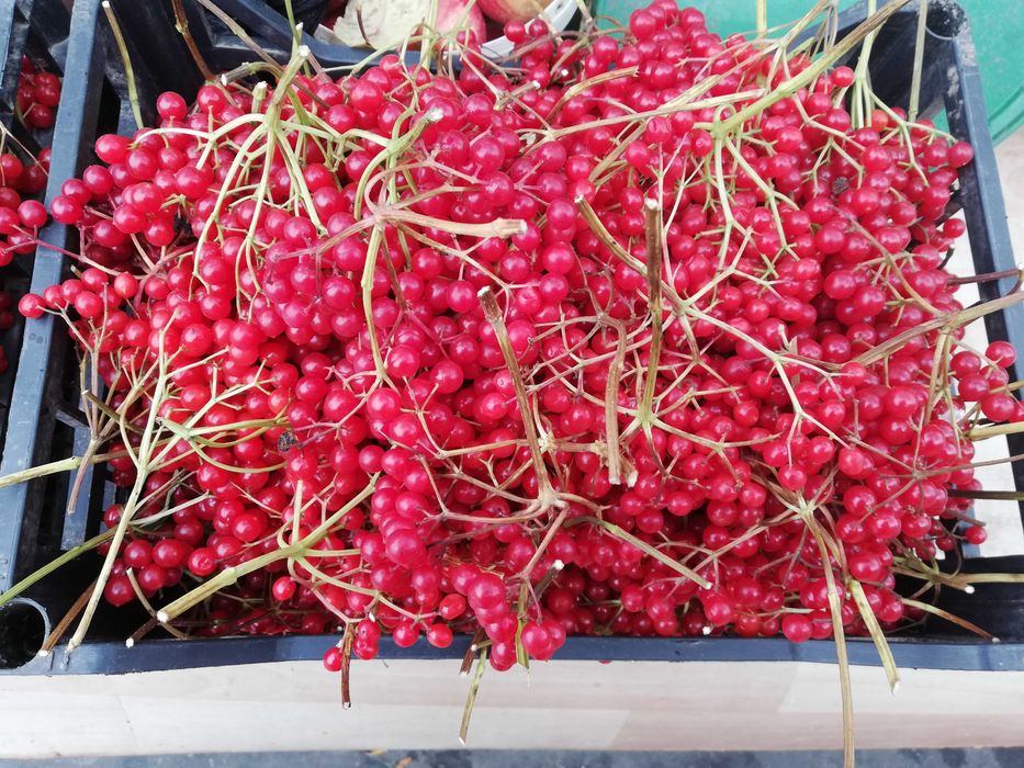 Калина свіжа, в кетягах 100 грн за 1 кг