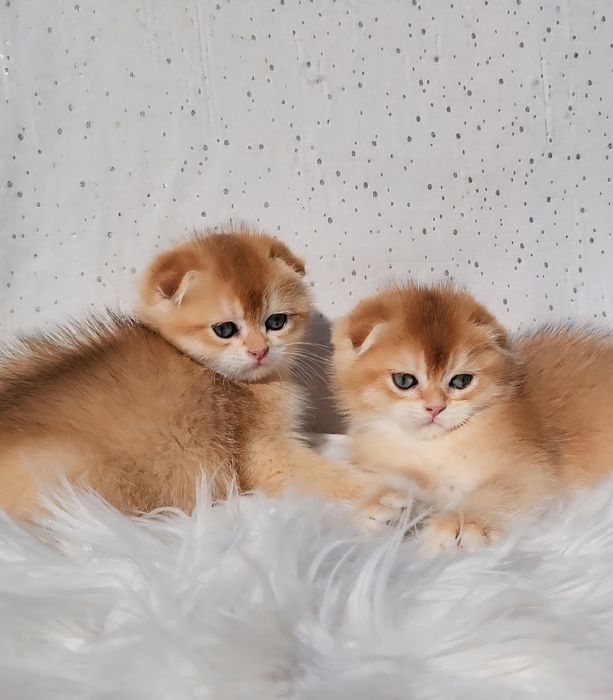 Шотландські кошенята золота шиншила