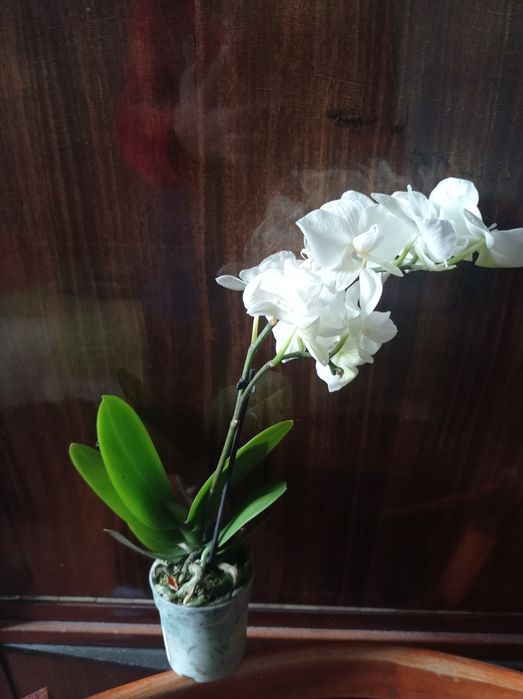 орхидея фаленопсис мини