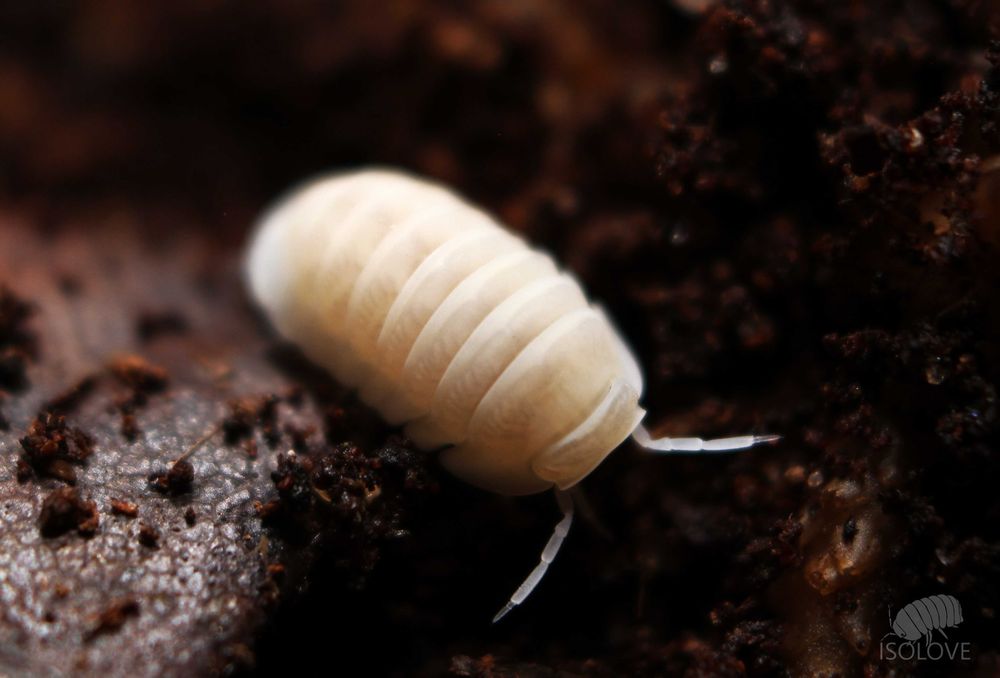 Cubaris murina “glacier”/"glaze", równonogi, isopoda