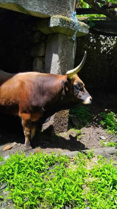 Bovinos machos raça Cachena