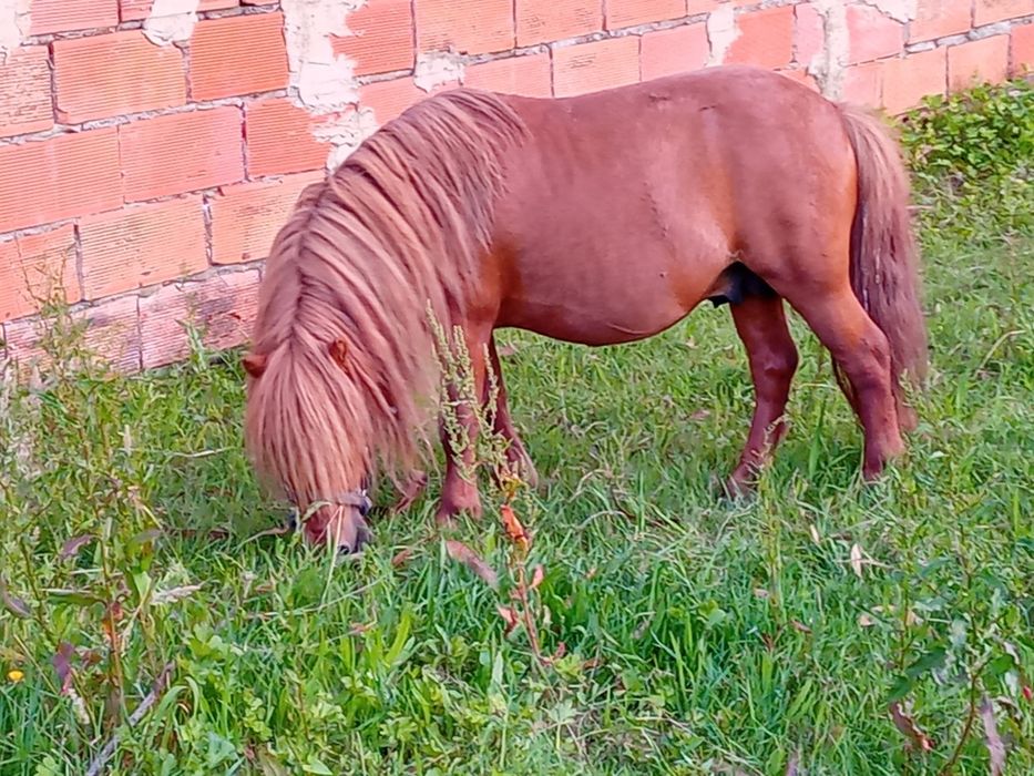 Vendo pônei inteiro