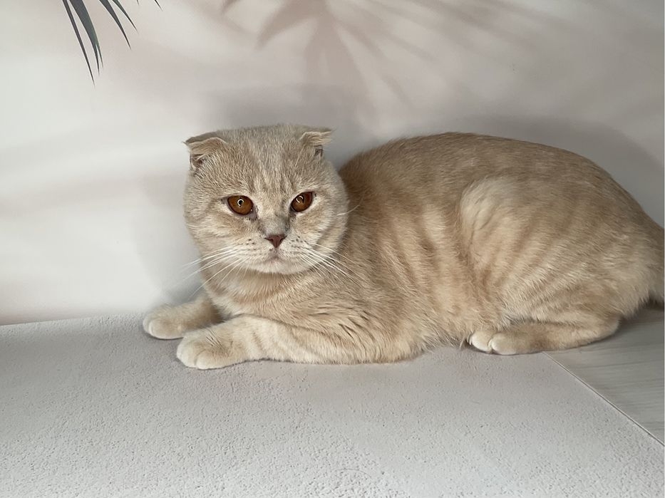 В’язка шотландський висловухий, шотландець кіт, котик