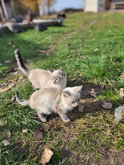 Кошенята, віддамо в добрі руки