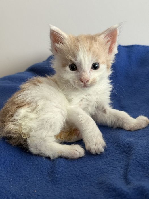 Kocurek Maine Coon do rezerwacji