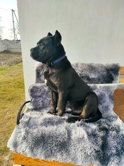 Кане-Корсо В'язка.